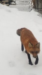 Fox walking in snow during daylight
