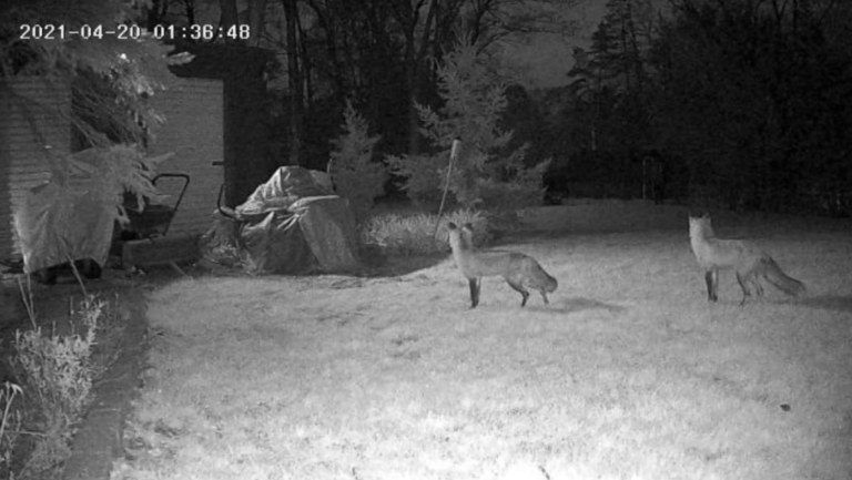 Security camera snapshot of wildlife.
