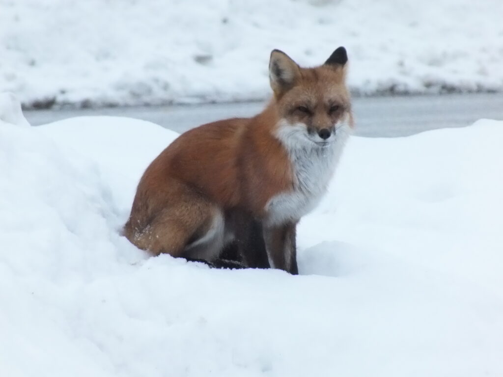 Fox sitting on a snow bank during day looking towards camera