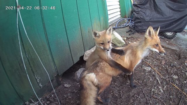 Fox and Baby Fox captured on camera