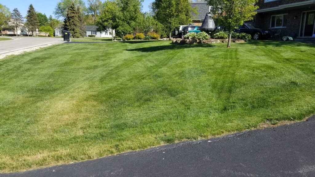 Picture of a lawn that is poorly cut.