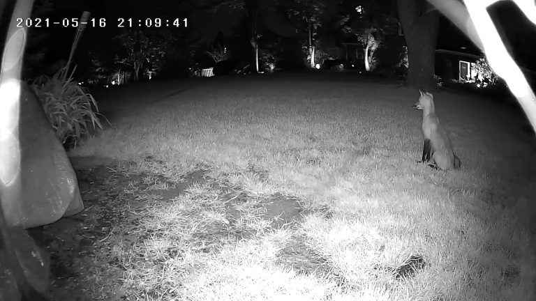 Security Camera snapshot of a fox in the dark.